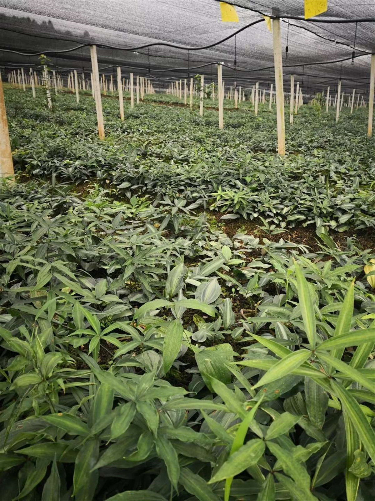 黄精功效(黄芪的功效与主治)