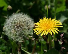 蒲公英的资料大全(蒲公英的资料大全小学生)