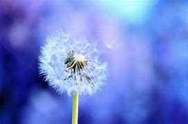 蒲公英的资料大全(蒲公英的资料大全小学生)