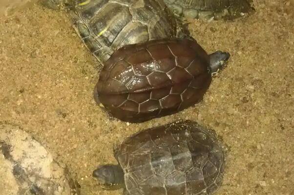 乌龟冬眠温度(乌龟冬眠温度和湿度是多少)