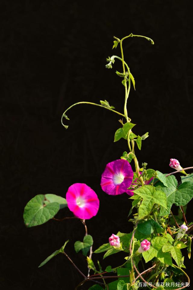 牵牛花的花语(牵牛花的花语功效特点诗词)