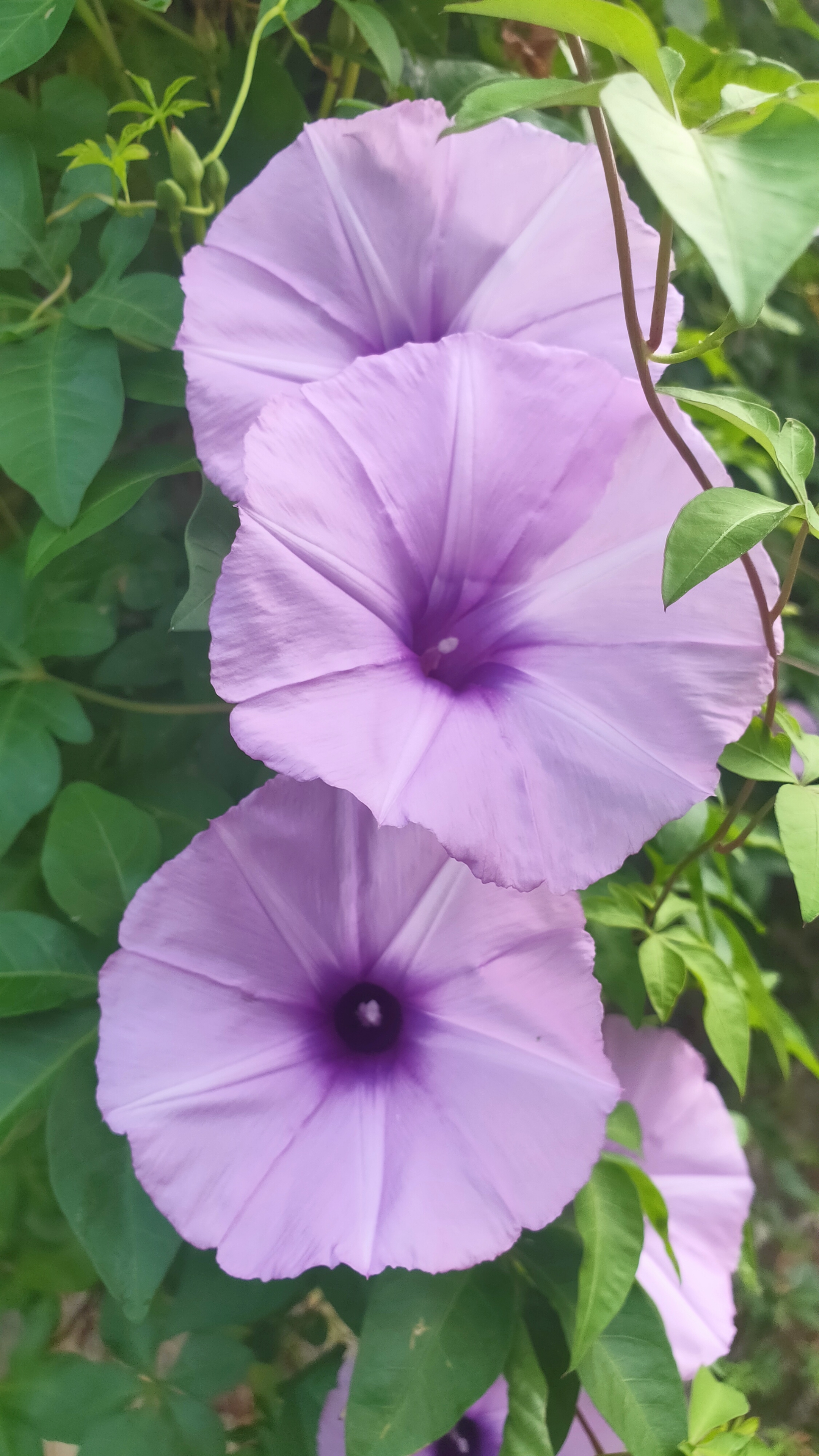 牵牛花的花语(牵牛花的花语功效特点诗词)