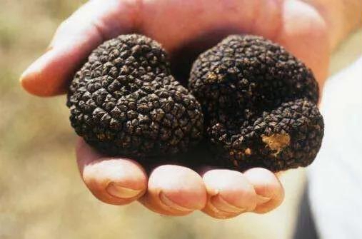 松露的功效与作用(白松露的功效与作用) 松露的功效与作用(白松露的功效与作用)