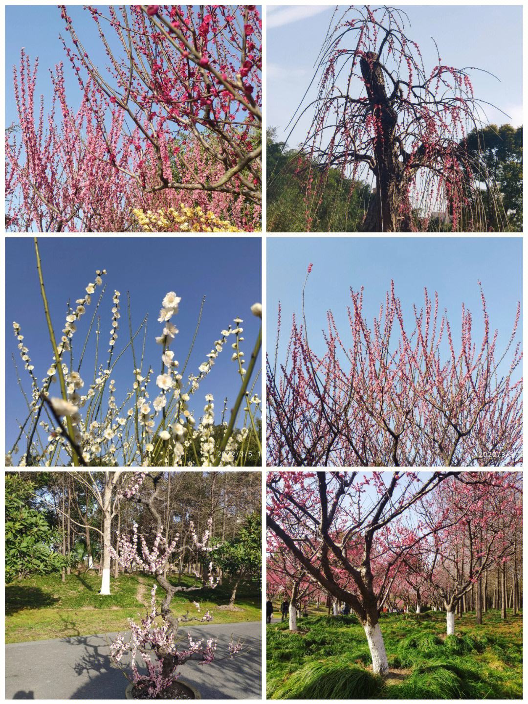 一春浮梦到梅花(一春浮梦到梅花菠萝笔记) 一春浮梦到梅花(一春浮梦到梅花菠萝笔记)