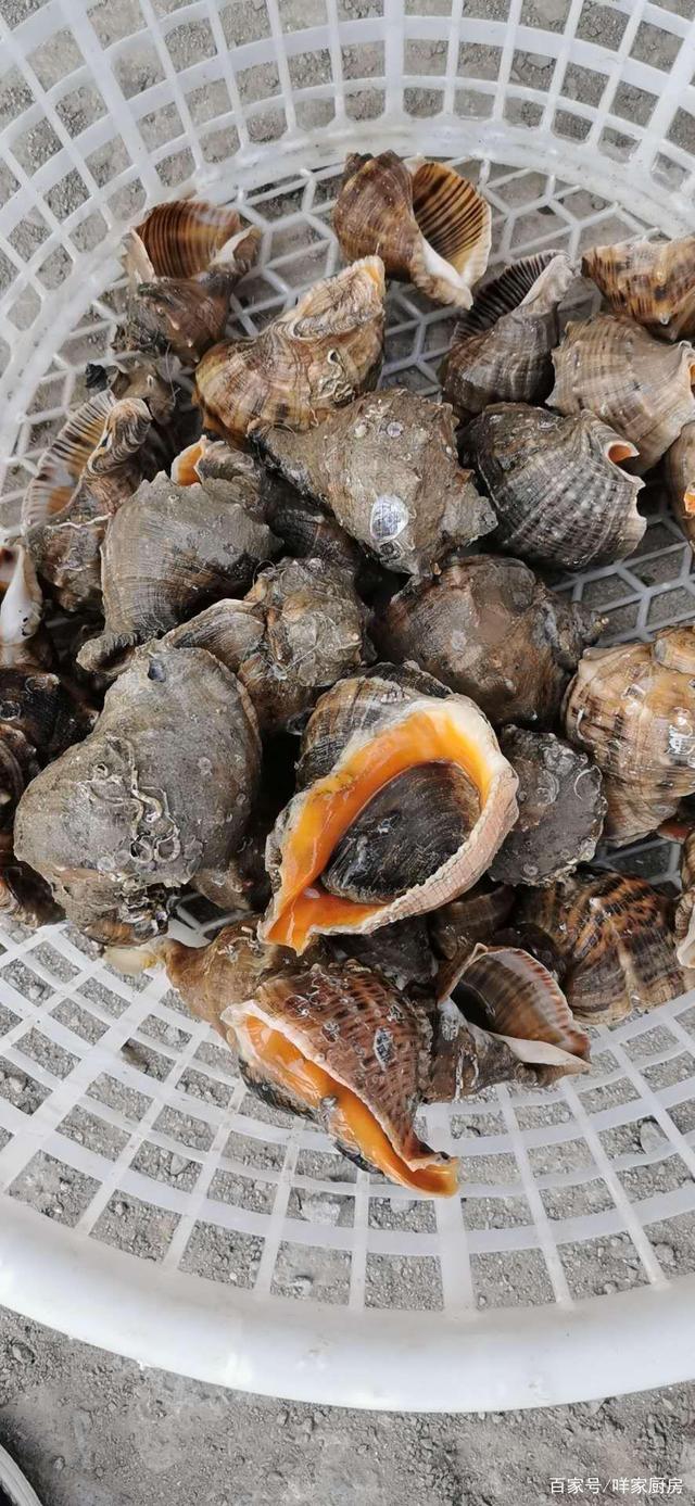 海螺蒸多久(皮皮虾海螺蒸多久)