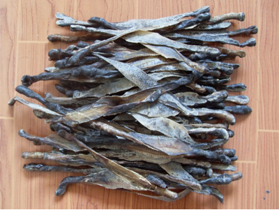 地龙是什么东西(地龙治疗痔疮最佳方法)