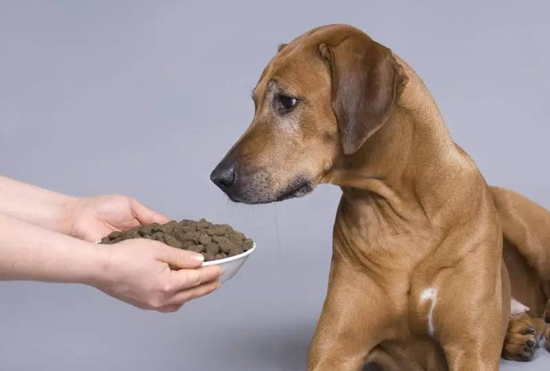 狗护食(狗护食咬主人还有救吗)