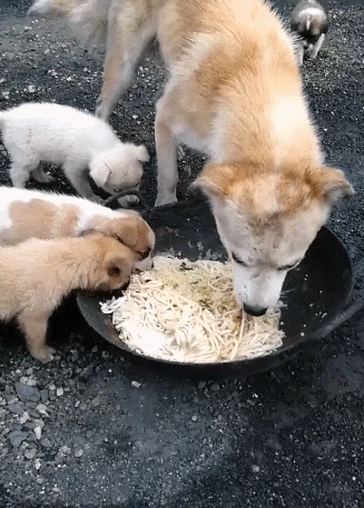 狗护食(狗护食咬主人还有救吗)