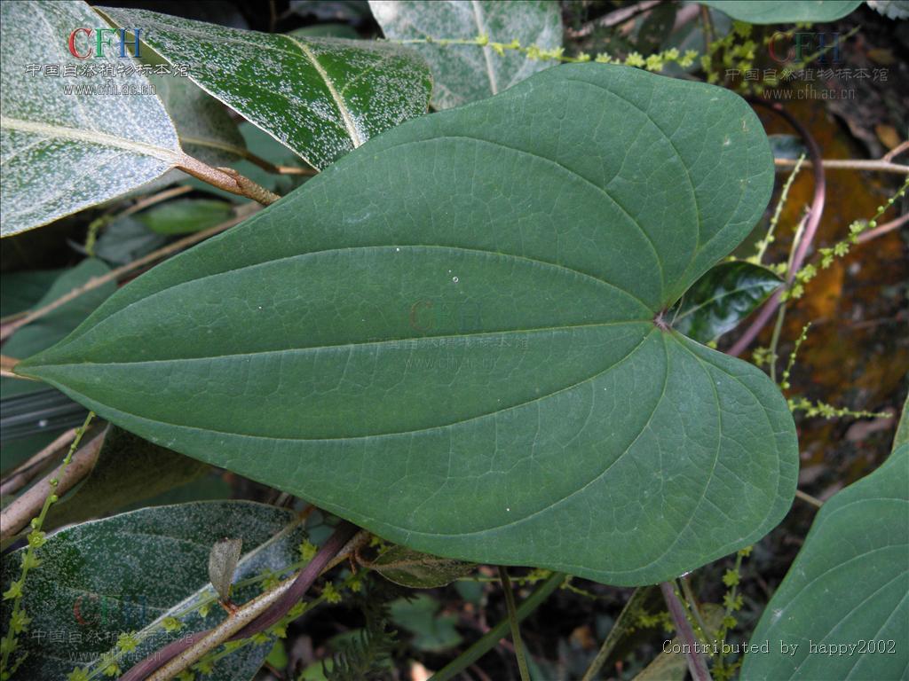 绵萆薢怎么读(中药绵萆薢怎么读) 绵萆薢怎么读(中药绵萆薢怎么读)