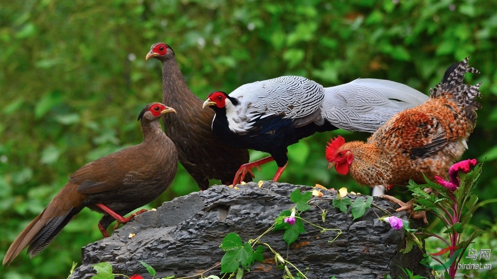 和谐的意思是什么(家庭不和谐的意思是什么)