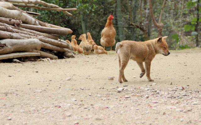 鸡吃什么(鸡吃什么下蛋多)
