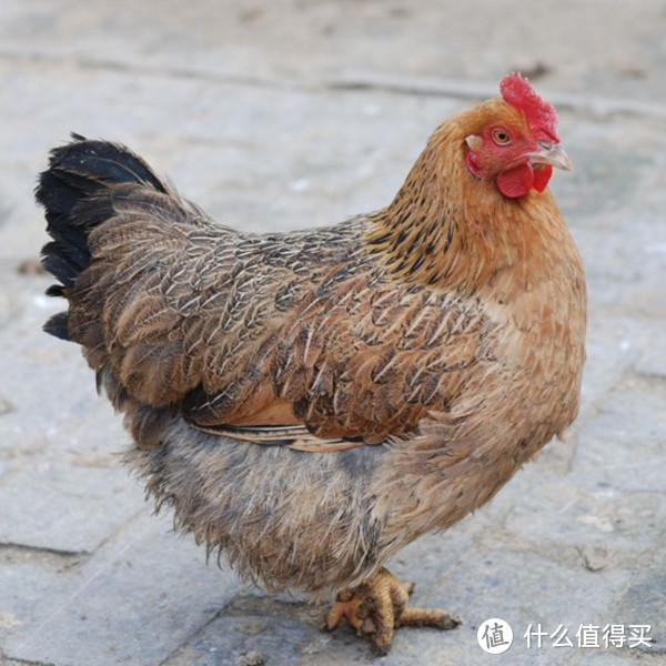 鸡吃什么(鸡吃什么下蛋多)