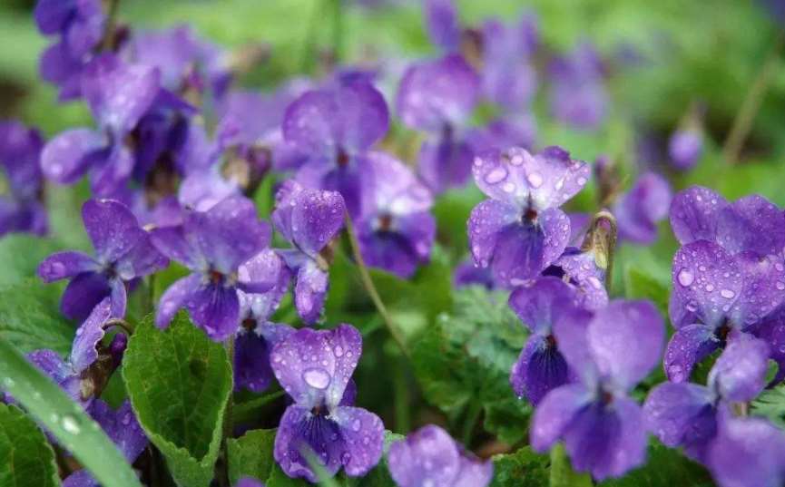 紫色怎么读英语(紫色怎么用英语读音)