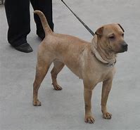 土沙皮狗(土沙皮狗长什么样子图片)