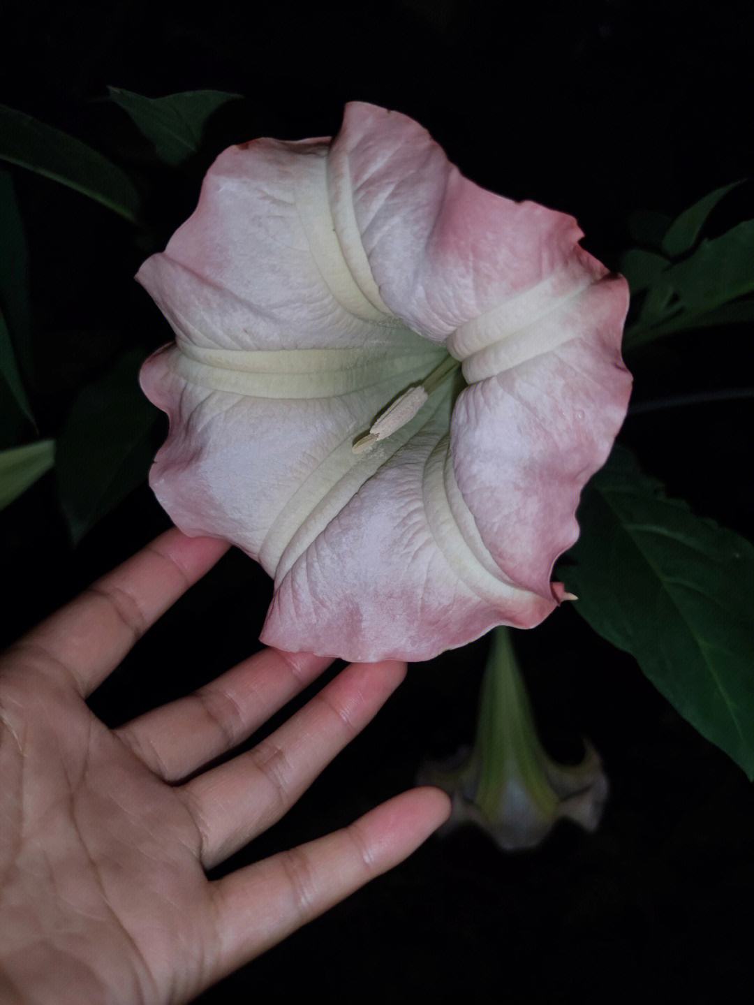 曼陀罗花的功效与作用(木本曼陀罗花的功效与作用)