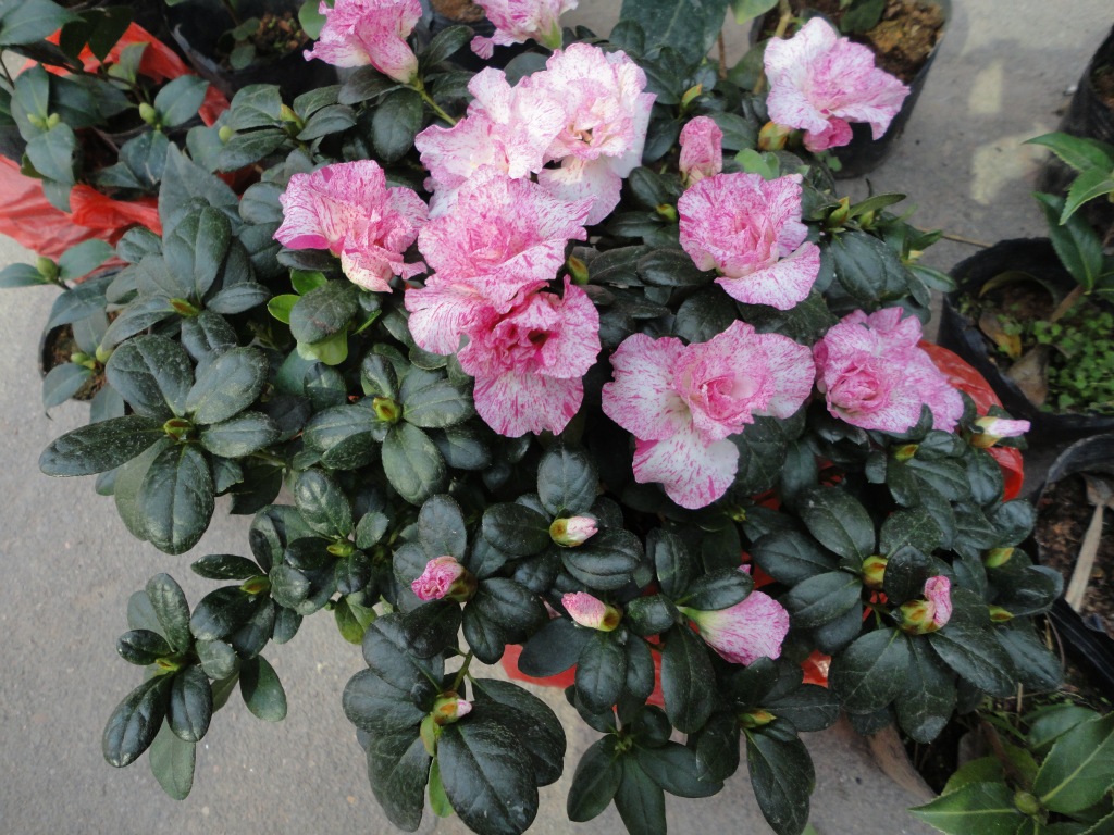 杜鹃喜阴还是喜阳(杜鹃喜阴还是喜阳?)