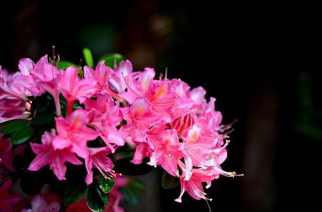 杜鹃喜阴还是喜阳(杜鹃喜阴还是喜阳?)