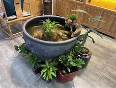 金鱼养殖(金鱼养殖注意事项)