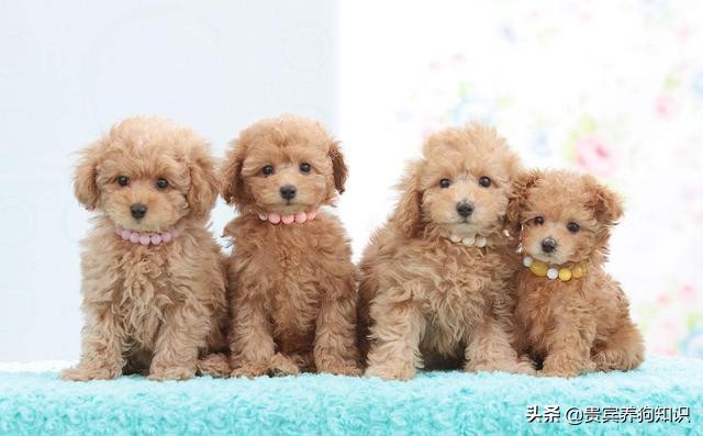 泰迪狗价格(泰迪狗价格乱)