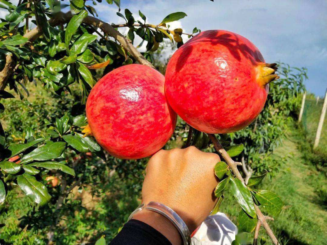 石榴有什么寓意(石榴有什么寓意内涵)