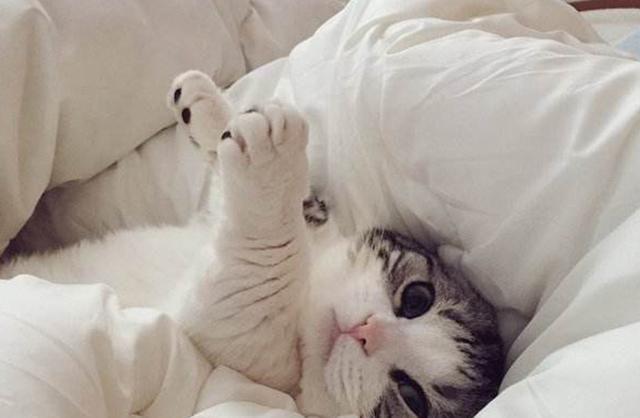 如何让猫咪喜欢你(如何让猫咪喜欢你更粘你)