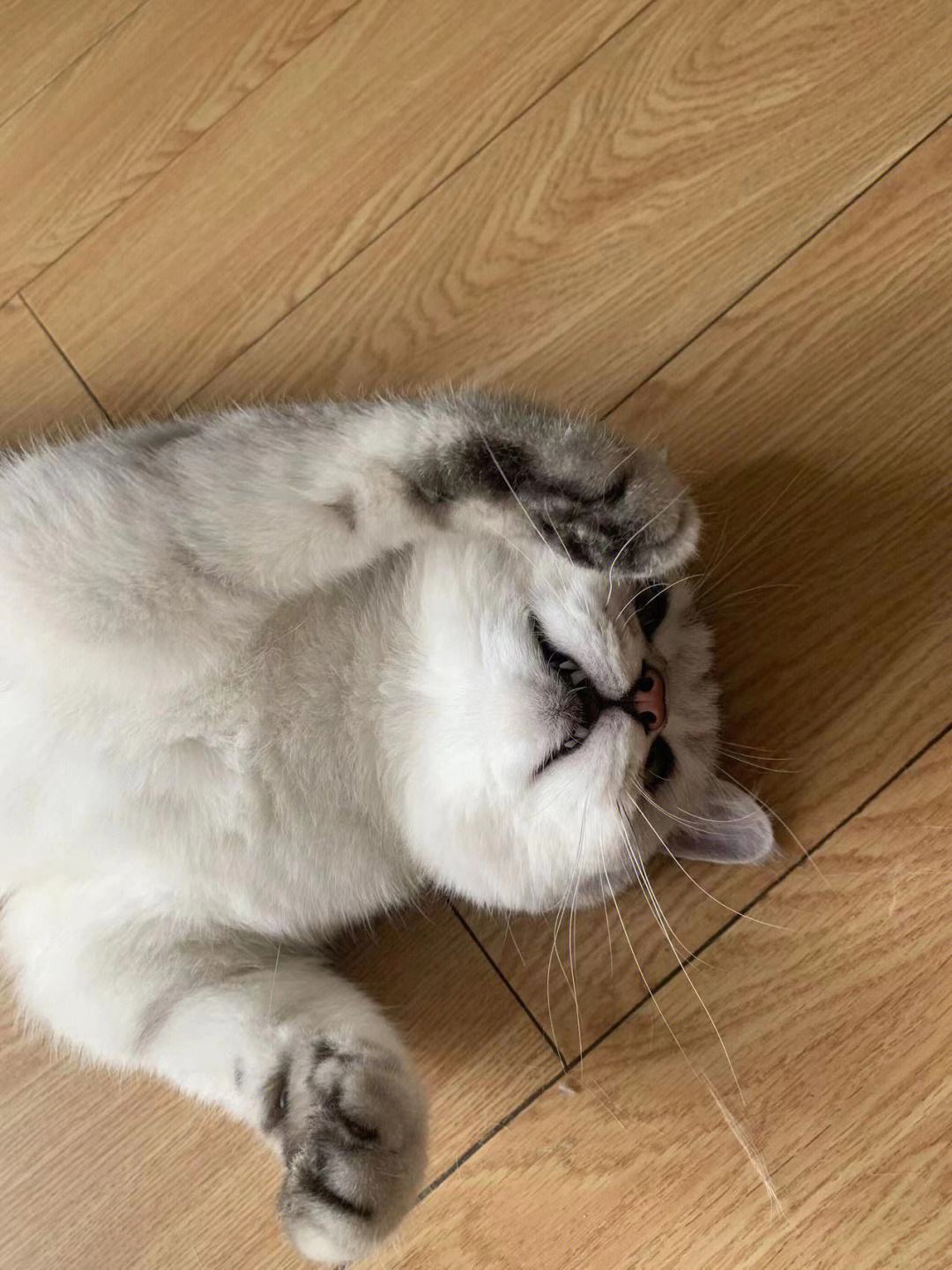 如何让猫咪喜欢你(如何让猫咪喜欢你更粘你)