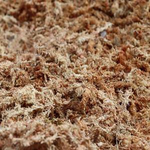 水苔图片(水苔图片大全大图真实) 水苔图片(水苔图片大全大图真实)