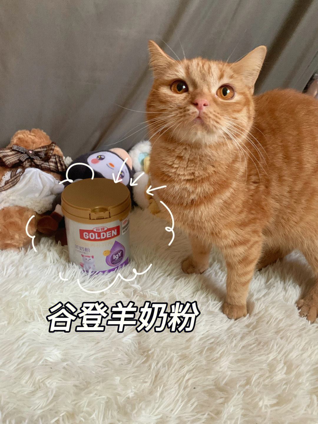猫咪可以喝羊奶吗的简单介绍