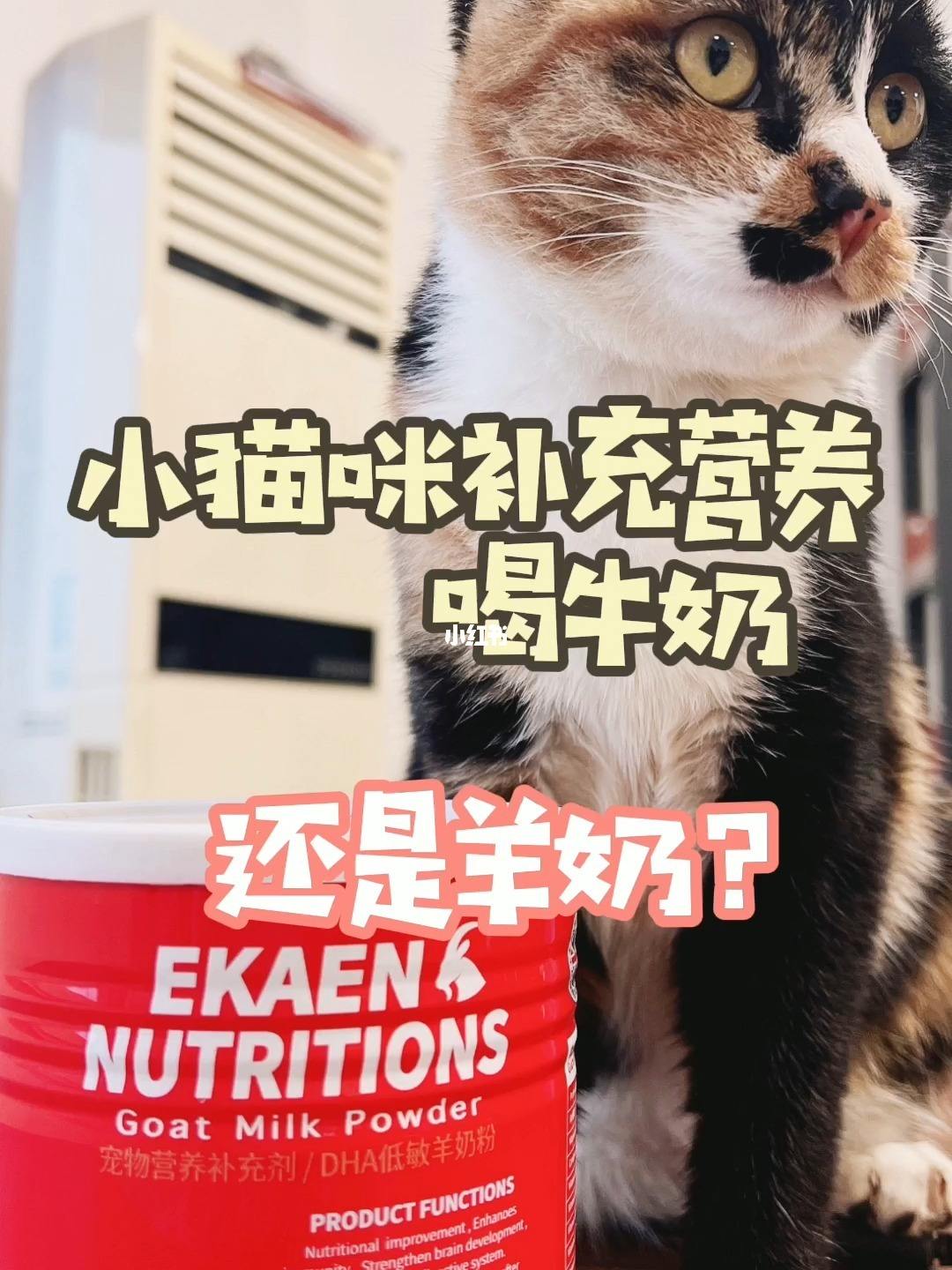 猫咪可以喝羊奶吗的简单介绍