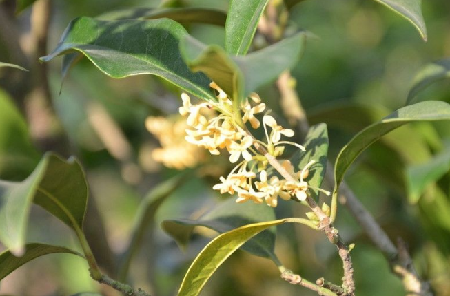 月桂花的花语(月桂花的花语与寓意什么爱) 月桂花的花语(月桂花的花语与寓意什么爱)