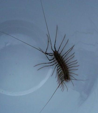 钱串子虫子(钱串子虫子怎么去除) 钱串子虫子(钱串子虫子怎么去除)