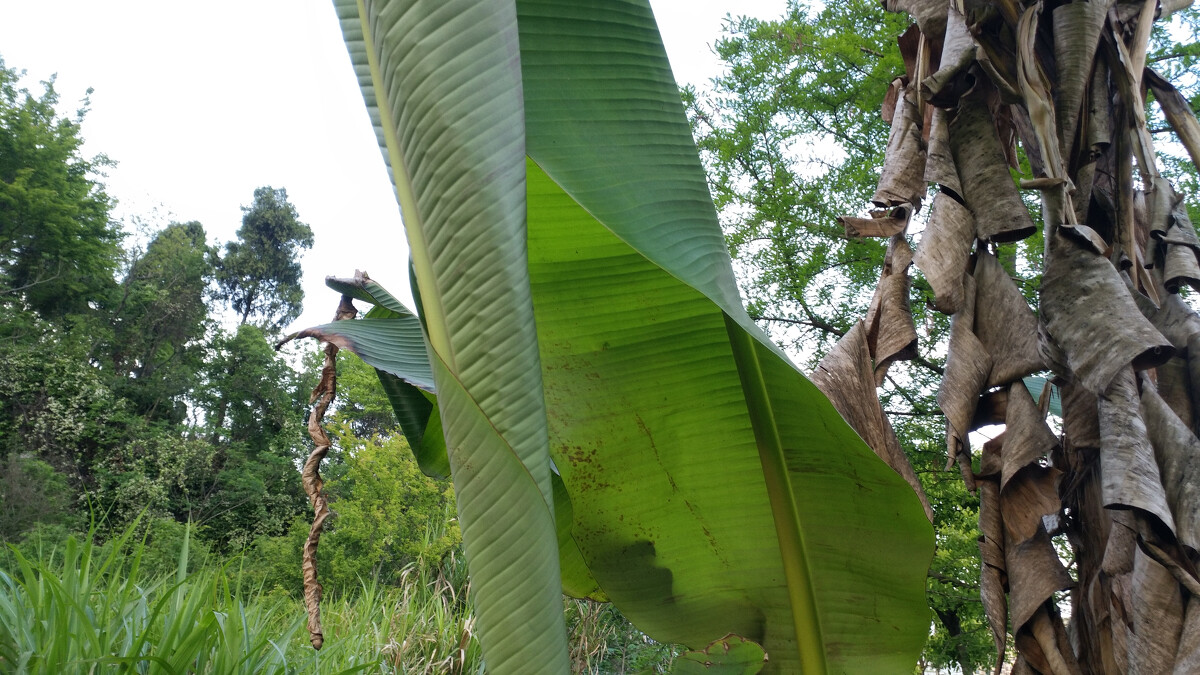 野芭蕉(野芭蕉生长在哪里) 野芭蕉(野芭蕉生长在哪里)