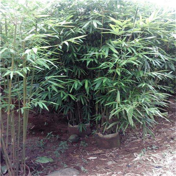 慈孝竹(慈孝竹的养殖方法和注意事项) 慈孝竹(慈孝竹的养殖方法和注意事项)