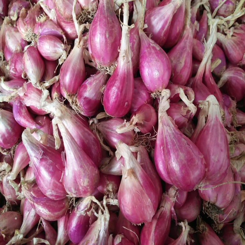 红葱头图片(红葱头图片大全大图)