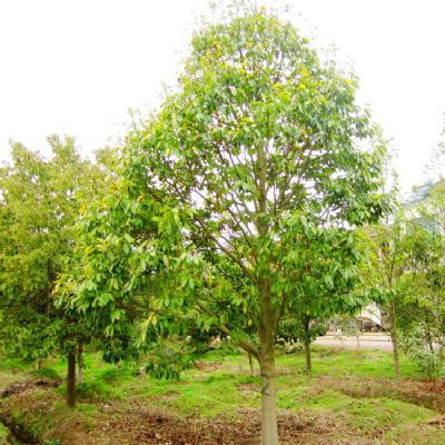 含笑树图片(含笑树图片20公分多少棵) 含笑树图片(含笑树图片20公分多少棵)