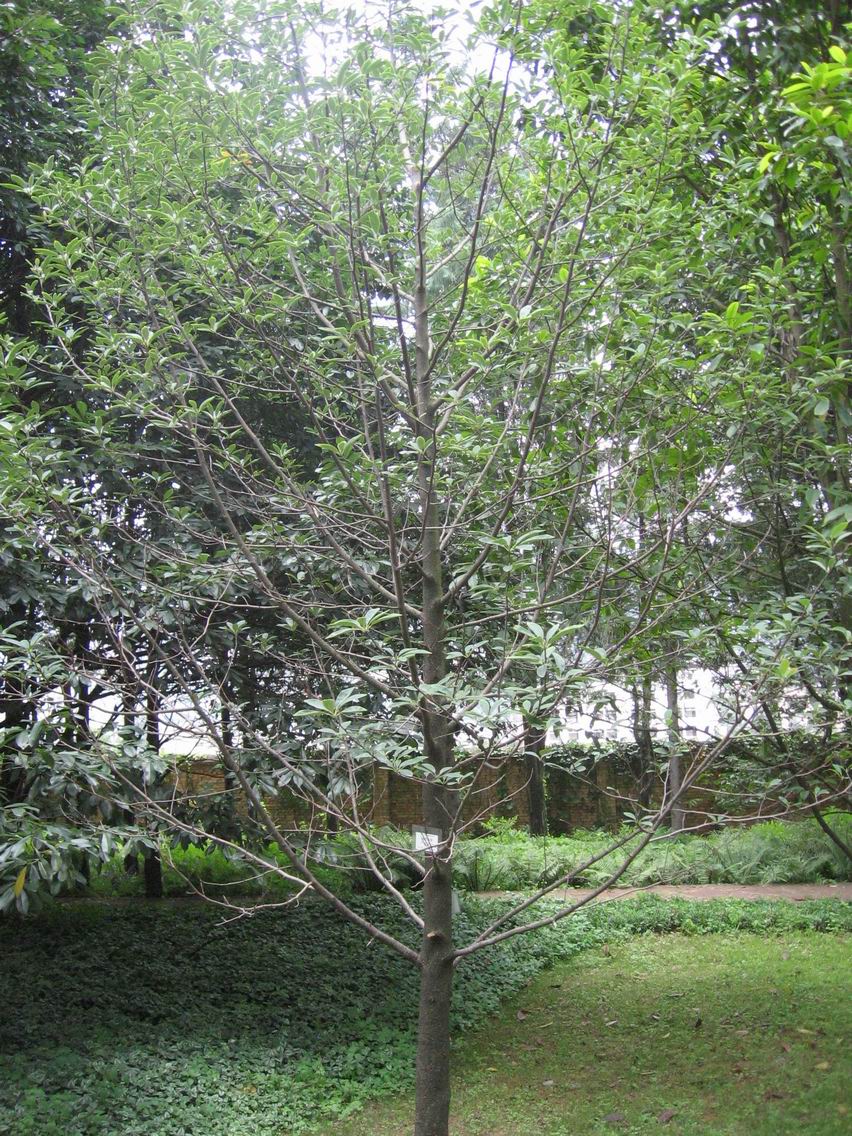 含笑树图片(含笑树图片20公分多少棵) 含笑树图片(含笑树图片20公分多少棵)