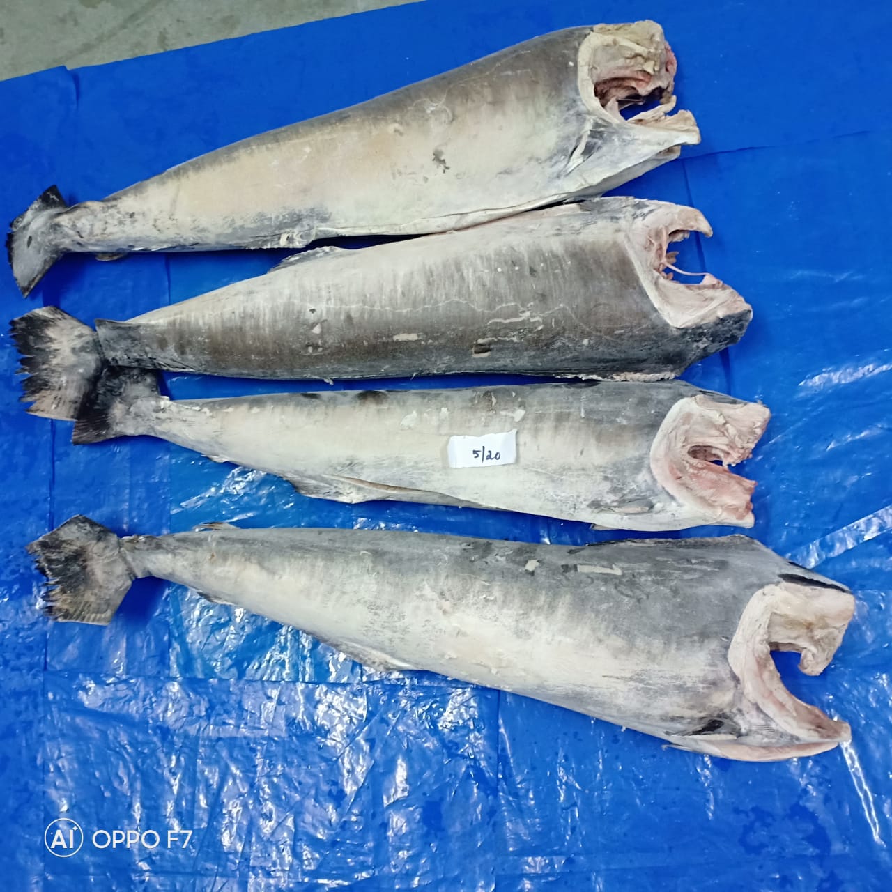 swordfish(swordfish怎么读) swordfish(swordfish怎么读)