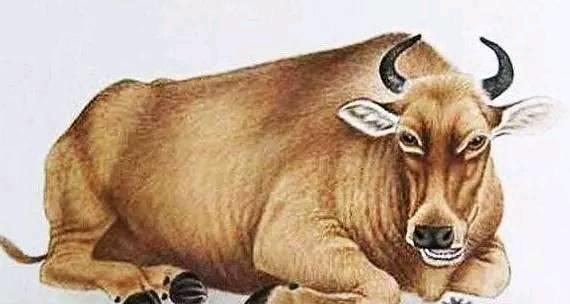 做贼心虚打一生肖(做贼心虚打一生肖是什么)