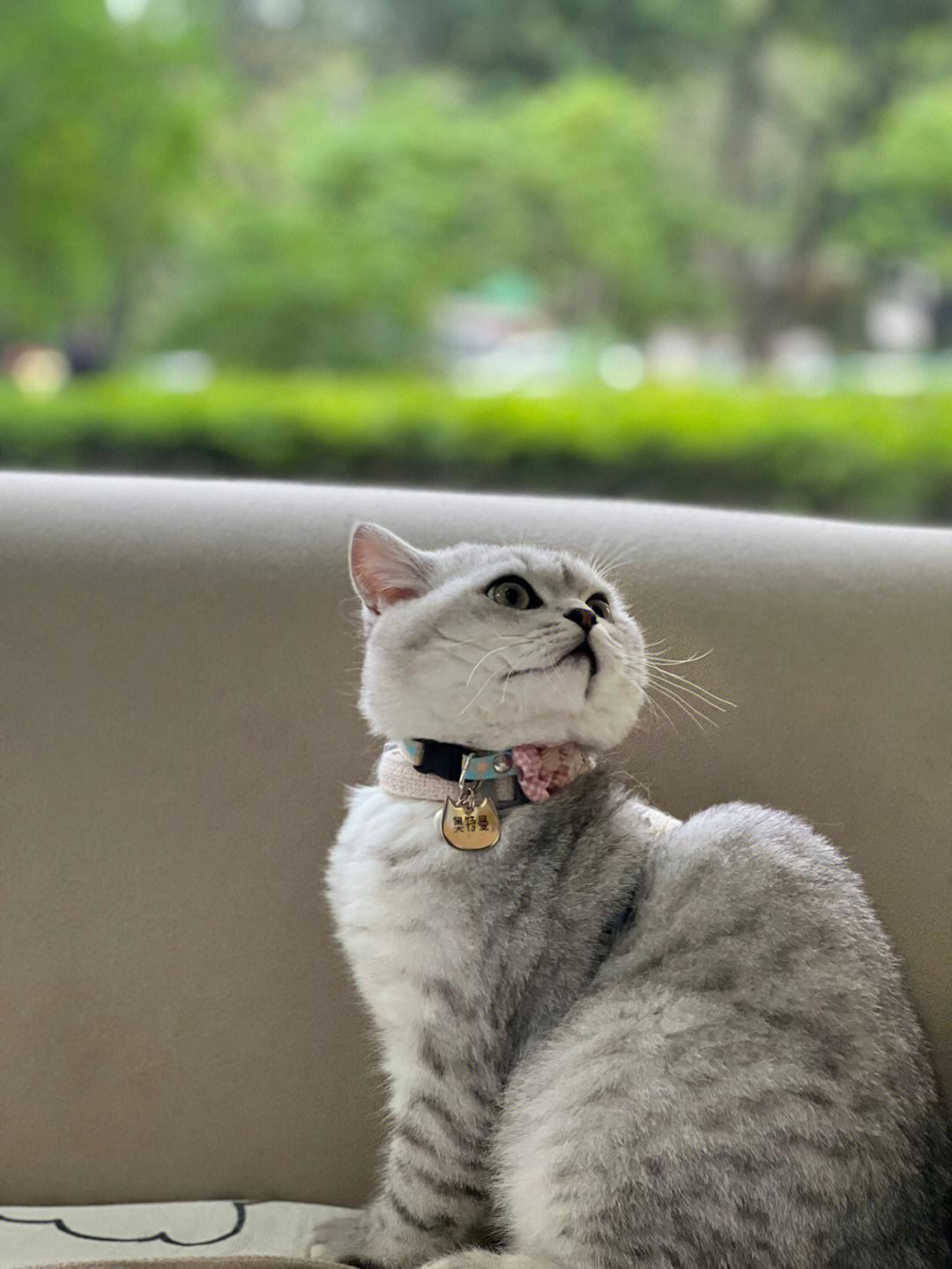 银渐层图片(刚出生银渐层图片)