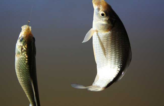 冬天怎么钓鲫鱼(冬天怎么钓鲫鱼用什么饵料) 冬天怎么钓鲫鱼(冬天怎么钓鲫鱼用什么饵料)