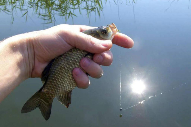 冬天怎么钓鲫鱼(冬天怎么钓鲫鱼用什么饵料) 冬天怎么钓鲫鱼(冬天怎么钓鲫鱼用什么饵料)