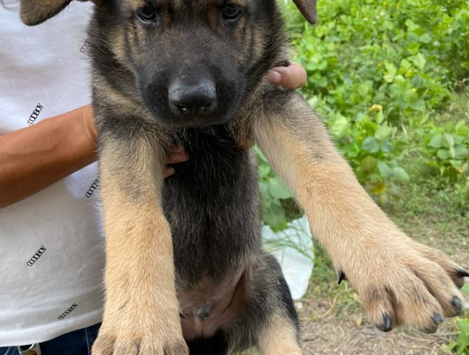 狼青犬多少钱一只(狼青犬多少钱一只幼崽)