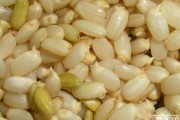 发芽糙米(发芽糙米的十大功效)